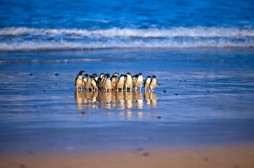 报道Mot, 着正装 报道Mot, 着正装